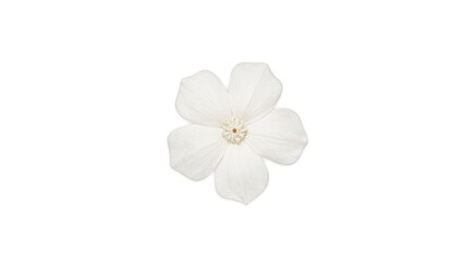 Fototapeta premium Delicate white jasmine flower on white background