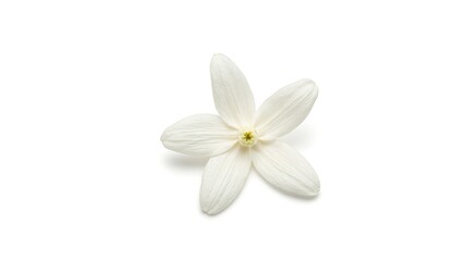 Delicate white jasmine flower on white background