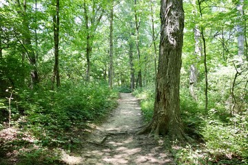 The empty hiking trail in the woods.