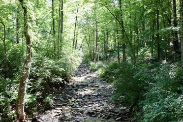 Obraz premium The stream in the woods on a summer day.