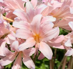 A close view of the pretty pink flowers in the garden.