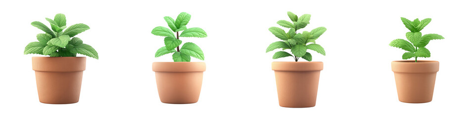 Set Four identical potted plants