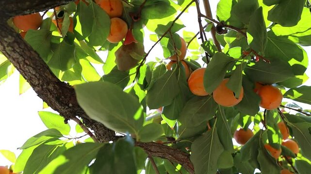 Rape persimmons among the leaves of a tree. unpicked fruits bathed in the sun