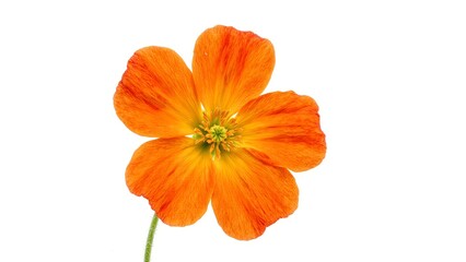Fototapeta premium Vibrant orange nasturtium flower on white background
