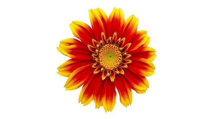 Vibrant red orange gaillardia flower on white background