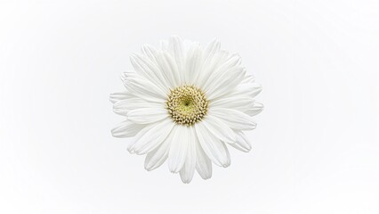 Obraz premium Delicate white edelweiss flower on white background