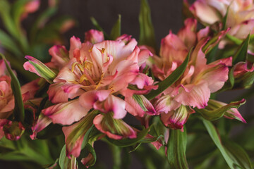 Flowers alstroemeria with pink petals and partly colored green leaves