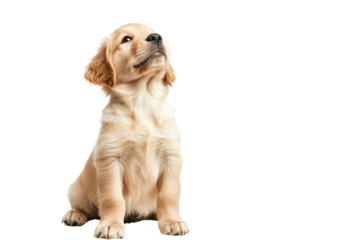 Adorable golden retriever puppy sitting happily, showcasing its playful and friendly personality in a bright, clean setting.