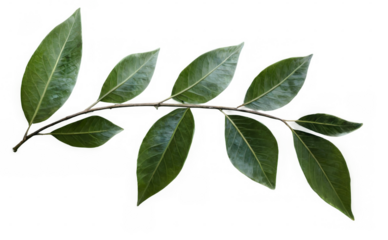 Close-up shot of plant branch with six green leaves in a horizontal arrangement against a transparent background.