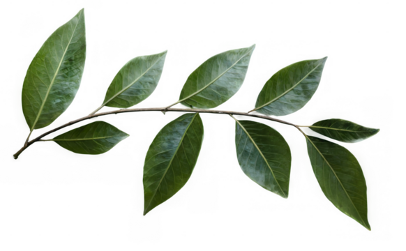 Close-up shot of plant branch with six green leaves in a horizontal arrangement against a transparent background.