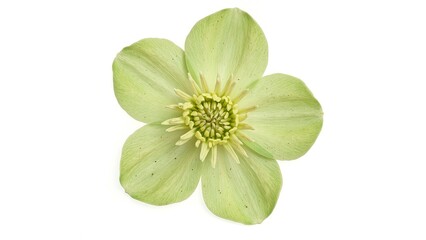 Green hellebore bloom with yellow stamens on white background