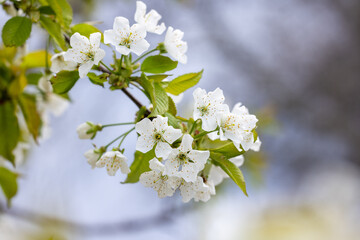 Fototapeta premium White cherry tree flowers blooming in spring