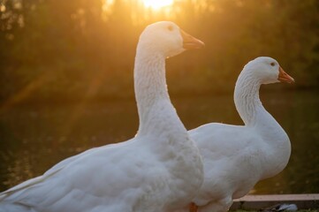 Gänse im Sonnenuntergang