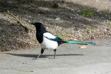 The Eurasian magpie or common magpie (Pica pica)