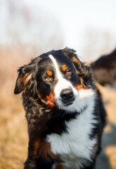 Bernese mountain dog. The dog runs and enjoys a walk in the field