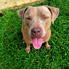 An adorable photograph capturing a joyful dog playing and smiling in the grass. The playful energy and pure happiness of the dog create a heartwarming scene, ideal for themes of pets, joy, and outdoor