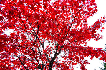 真っ赤に染まる紅葉