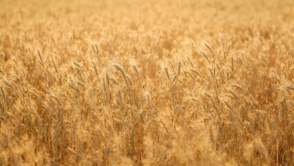 Fototapeta premium Beautiful golden barley field at sunset glowing in soft light