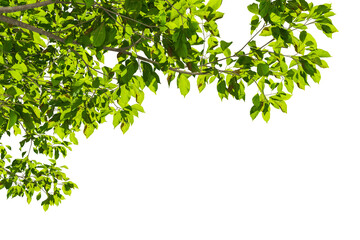 Close up green leaves on white background