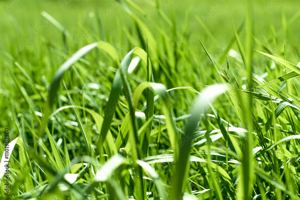 Wall mural green grass out of focus with a blurred background