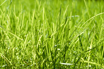 green grass out of focus with a blurred background