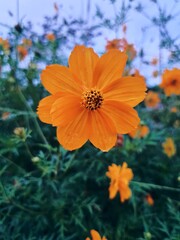 A vibrant photograph showcasing beautiful orange and yellow flowers in full bloom. The rich colors and intricate details of the flowers make this image unique