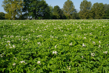 Blühendes Kartoffelfeld, Nordrhein-Westfalen, Deutschland, Europa