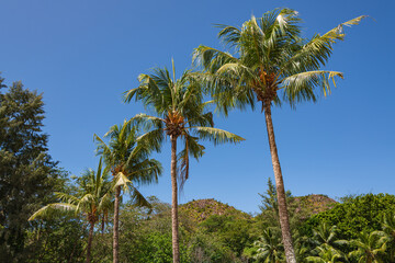 Obraz premium Yellow Coconut Palm Trees At The Tortoise Sanctuary
