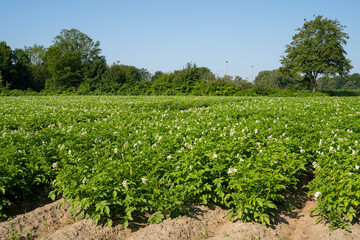 Blühendes Kartoffelfeld, Nordrhein-Westfalen, Deutschland, Europa