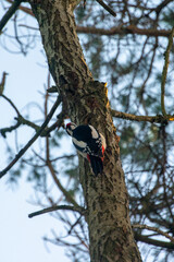 The great spotted woodpecker (Dendrocopos major)