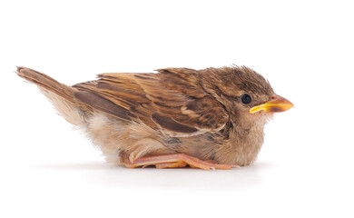 A small bird, a sparrow.