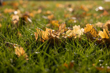 Fallen autumn leaves lying on the grass
