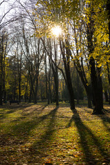 Obraz premium A park with trees and the sun shining through them