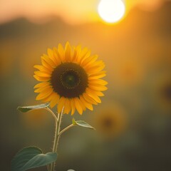 Obraz premium A Single Sunflower in a Peaceful Golden Glow