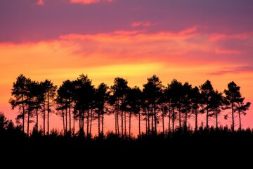 Treetops against the sky's horizon in shadow