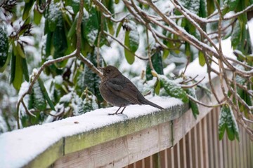 The common blackbird (Turdus merula)