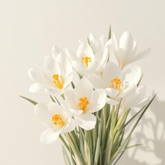 Fototapeta premium A bunch of white crocus flowers with yellow center, simplicity, outdoor