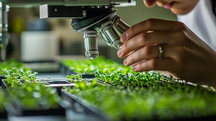 Scientist examining plant samples under a microscope in a laboratory on a bright afternoon