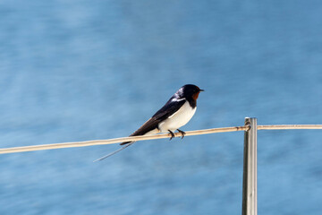 The swallow (Hirundo rustica)