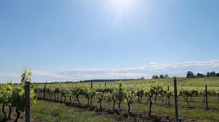 Sunny vineyard landscape with rows of grapevines under a clear blue sky.