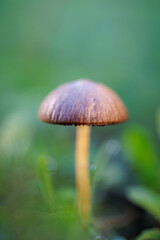 Mushroom in its natural environment.