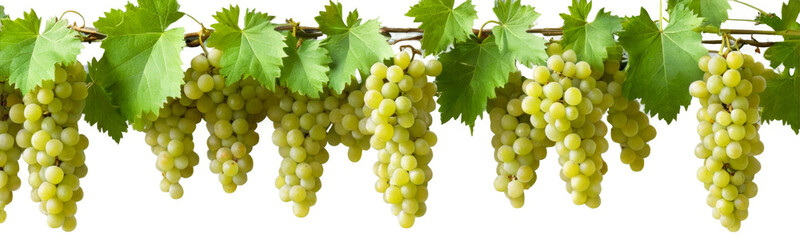 Vibrant green grapes ripe for picking hang on vine, set against a striking transparent background, with a clear and transparent image.