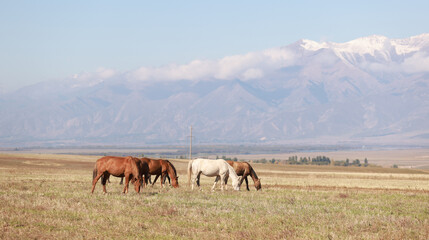 flock of horse live in the meadow in kyrgyzstan, surrounded by Tien Shan