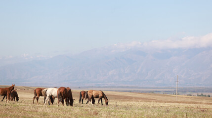 flock of horse live in the meadow in kyrgyzstan, surrounded by Tien Shan