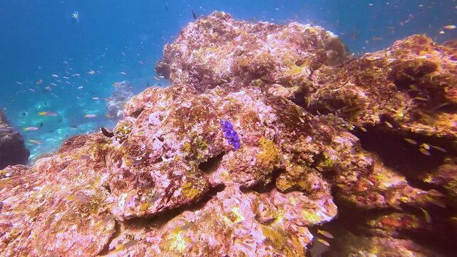 Coral reef colorful tropical schools of fish in sunlight in the equatorial warm waters of the ocean, floating view.
