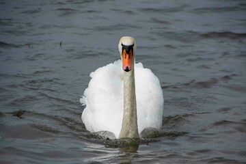 The mute swan (Cygnus olor) © Oksana