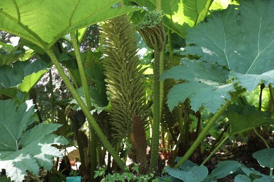 Rhubarbe g&eacute;ante du Chili, Gunnera manicata