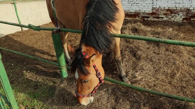 Horse grazing quietly in a stable surrounded by green fences and a brick wall on a sunny day
