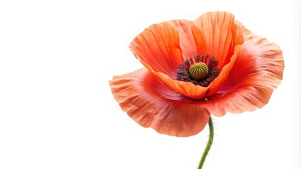 Fototapeta premium Beautiful poppy flower isolated on white background, poppy, flower, red, isolated, white background, vibrant, petals, nature