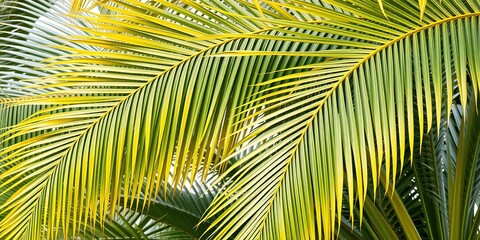 Natural Palm Fronds with Yellow Banana Leaves Backdrop, botanicals, tropical background